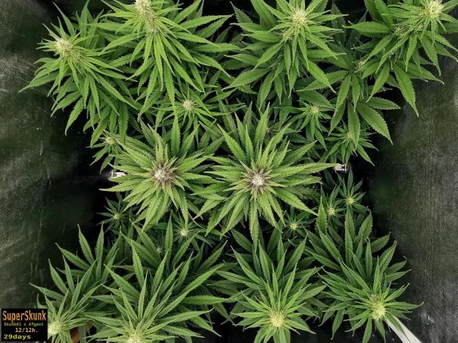 SuperSkunk. Week 10 - 29d