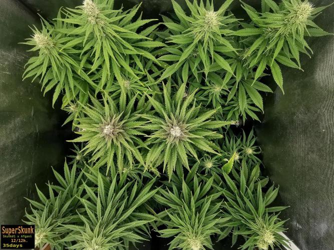 SuperSkunk. Week 10 - 35d