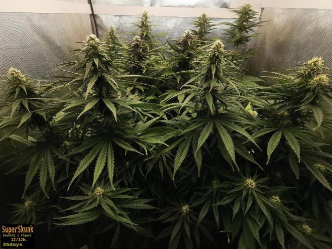 SuperSkunk. Week 10 - 35