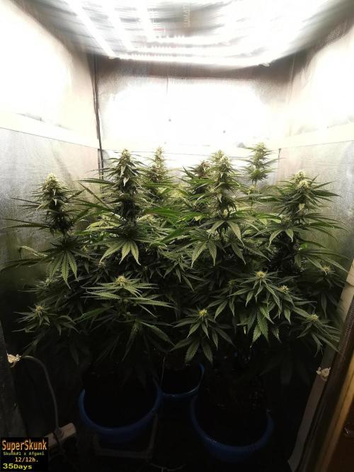 SuperSkunk. Week 10 - 35