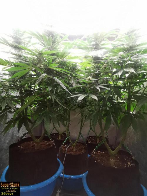 SuperSkunk. Week 10 - 35