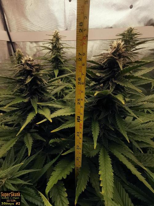 SuperSkunk. Week 10 - 35 n2
