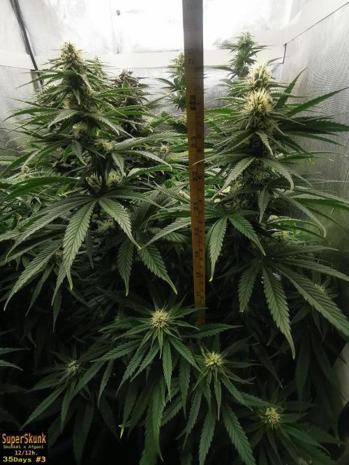 SuperSkunk. Week 10 - 35 n3