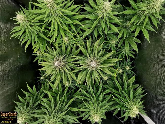 SuperSkunk. Week 11 - 36d