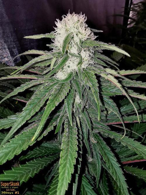 SuperSkunk. Week 11 - 36d