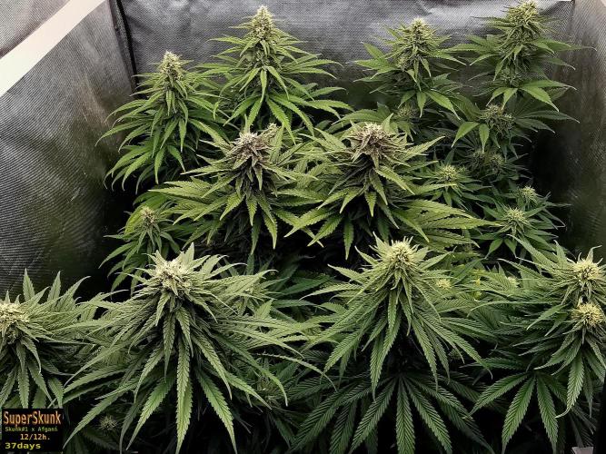 SuperSkunk. Week 11 - 37d
