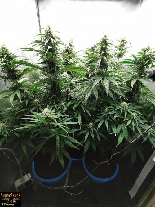 SuperSkunk. Week 11 - 37d