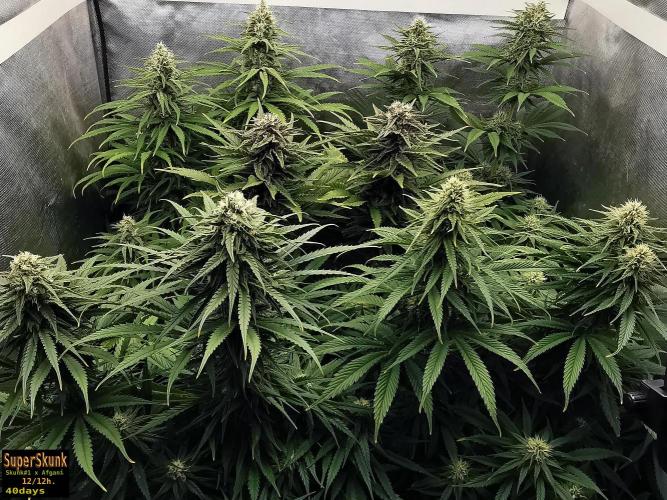 SuperSkunk. Week 11 - 40d