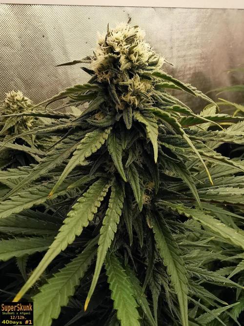 SuperSkunk. Week 11 - 40d