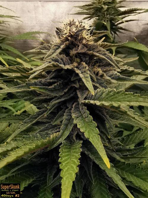 SuperSkunk. Week 11 - 40d