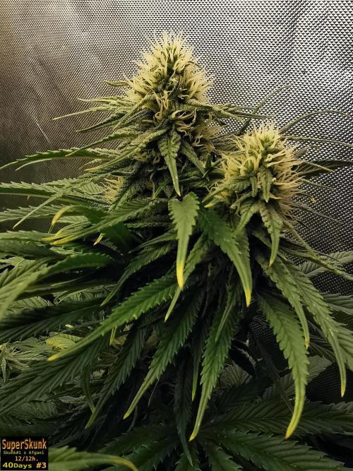 SuperSkunk. Week 11 - 40d