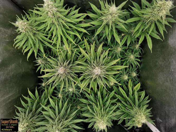 SuperSkunk. Week 11 - 42d