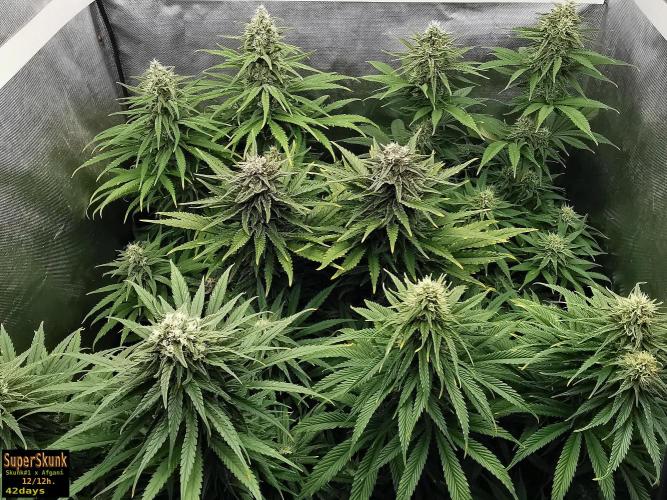 SuperSkunk. Week 11 - 42d