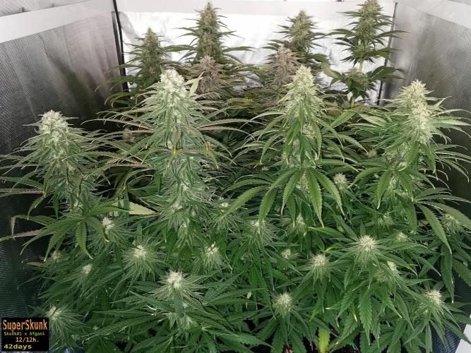 SuperSkunk. Week 11 - 42d