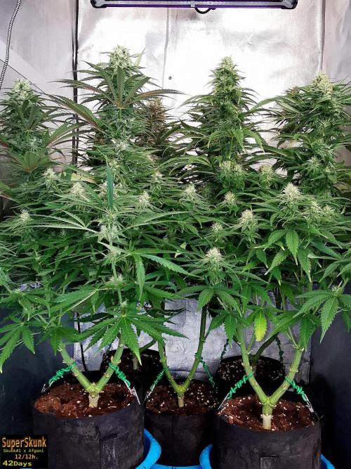 SuperSkunk. Week 11 - 42d