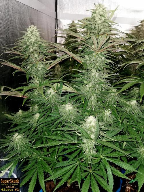 SuperSkunk. Week 11 - 42d