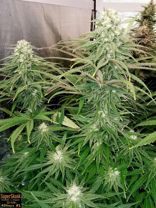 SuperSkunk. Week 11 - 42d