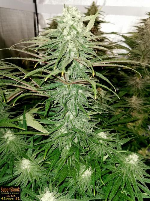 SuperSkunk. Week 11 - 42d