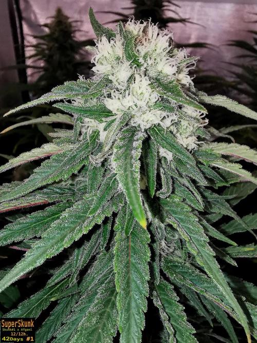 SuperSkunk. Week 11 - 42d