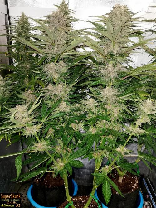 SuperSkunk. Week 11 - 42d