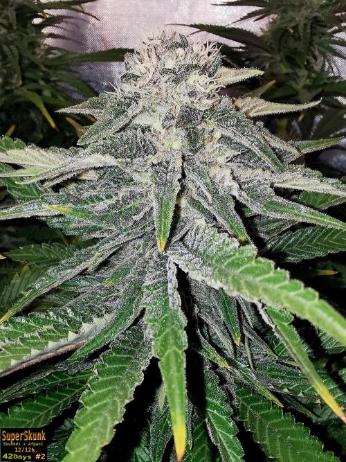 SuperSkunk. Week 11 - 42d