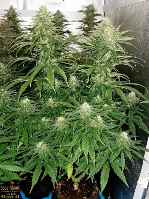 SuperSkunk. Week 11 - 42d