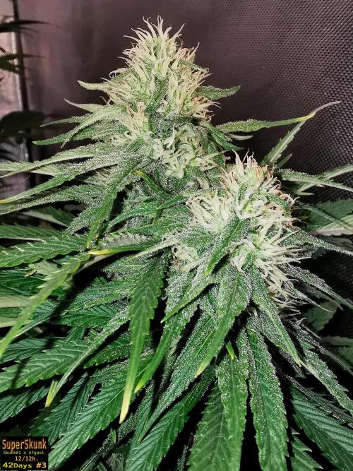SuperSkunk. Week 11 - 42d