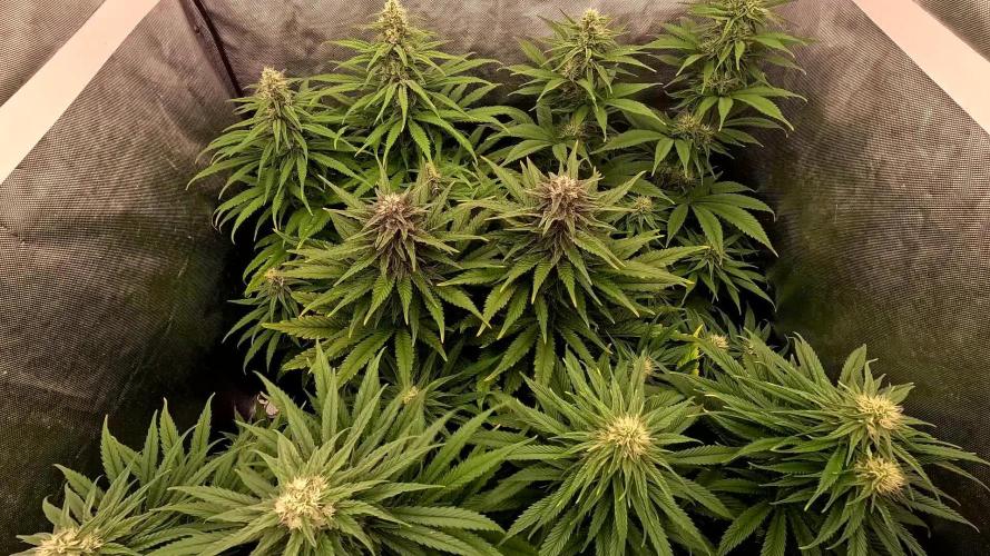 SuperSkunk