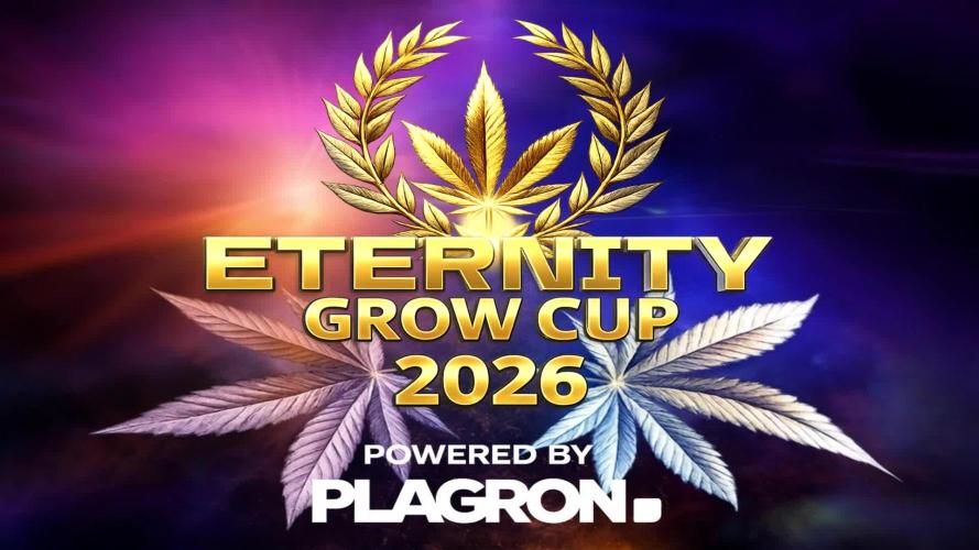 Sticky Broccoli ,Zamnesia.