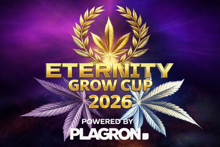 Sticky Broccoli ,Zamnesia.. Week 0