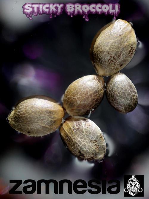Sticky Broccoli ,Zamnesia.. Week 0
