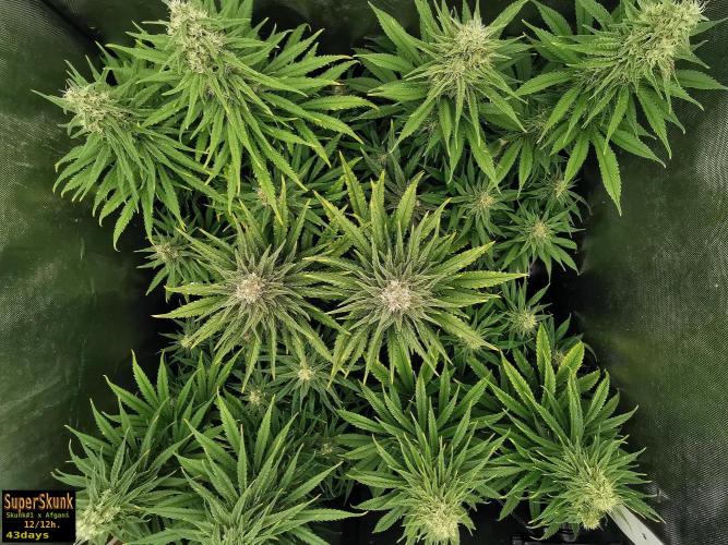 SuperSkunk. Week 12 - 43d