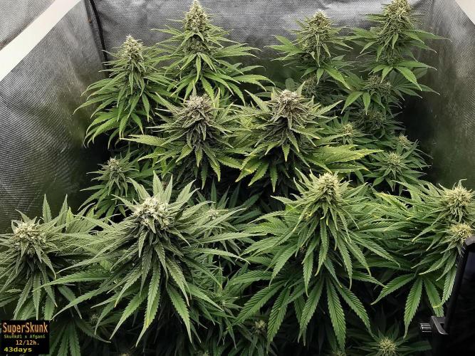 SuperSkunk. Week 12 - 43d