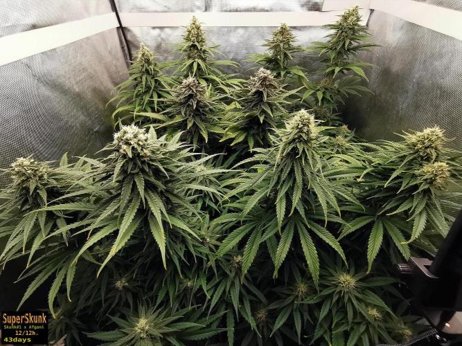 SuperSkunk. Week 12 - 43d