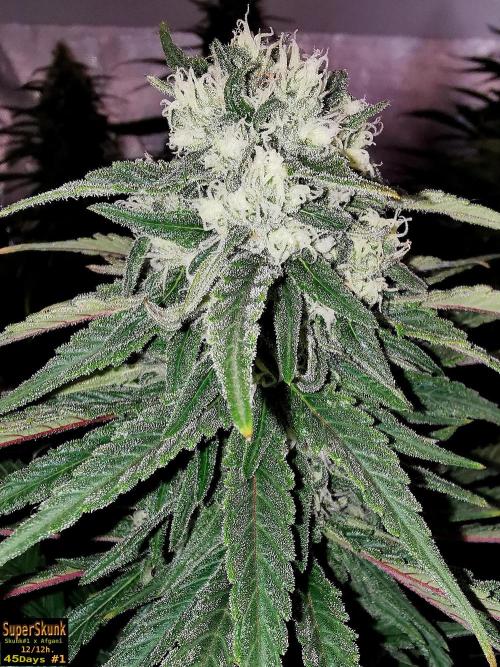 SuperSkunk. Week 12 - 45d N1