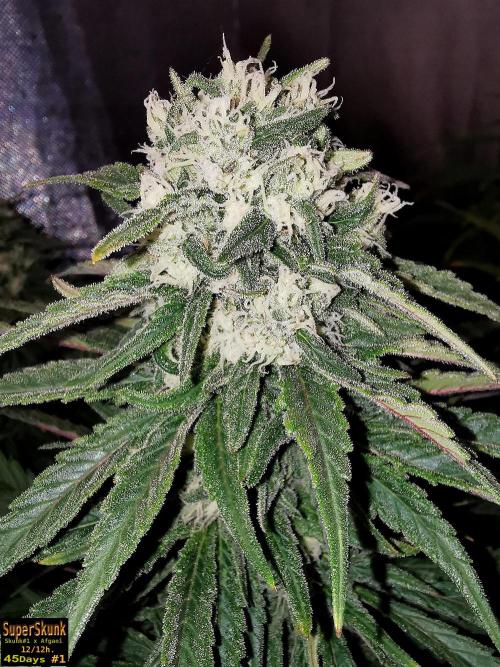 SuperSkunk. Week 12 - 45d N1