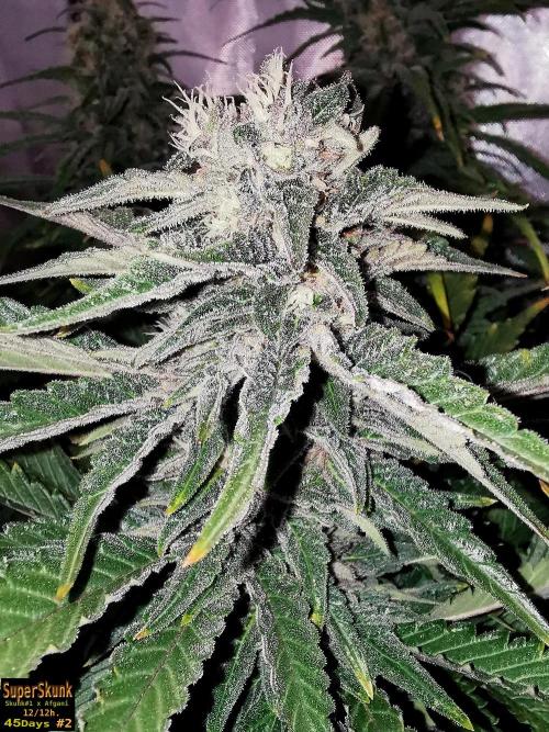 SuperSkunk. Week 12 - 45d N2