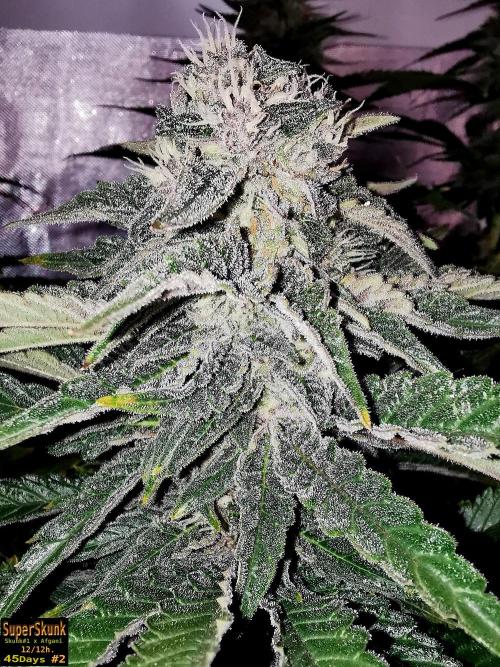 SuperSkunk. Week 12 - 45d N2