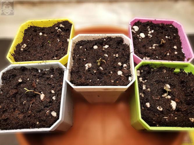 Sticky Broccoli ,Zamnesia.. Week 0