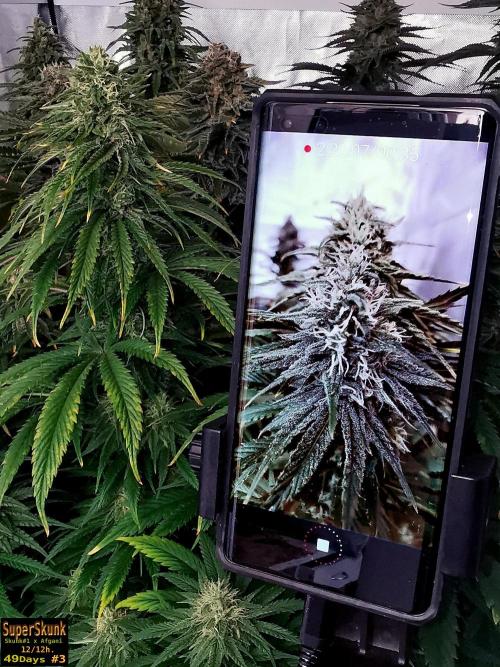 SuperSkunk. Week 12 - 49D