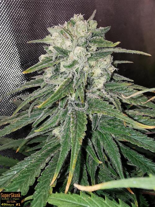 SuperSkunk. Week 12 - 49D n1a