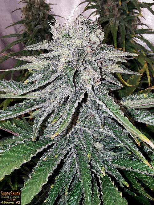 SuperSkunk. Week 12 - 49D n2a