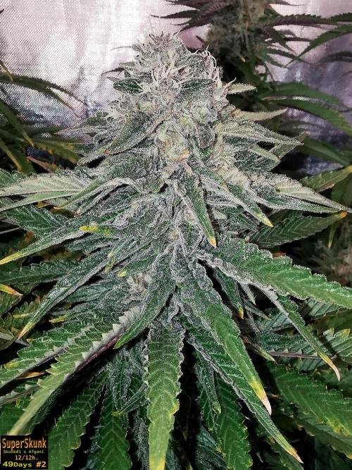 SuperSkunk. Week 12 - 49D n2b