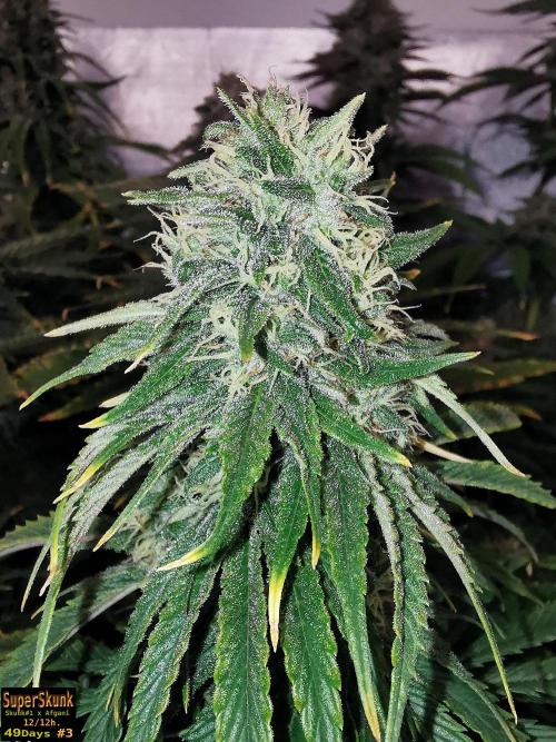 SuperSkunk. Week 12 - 49D n3a