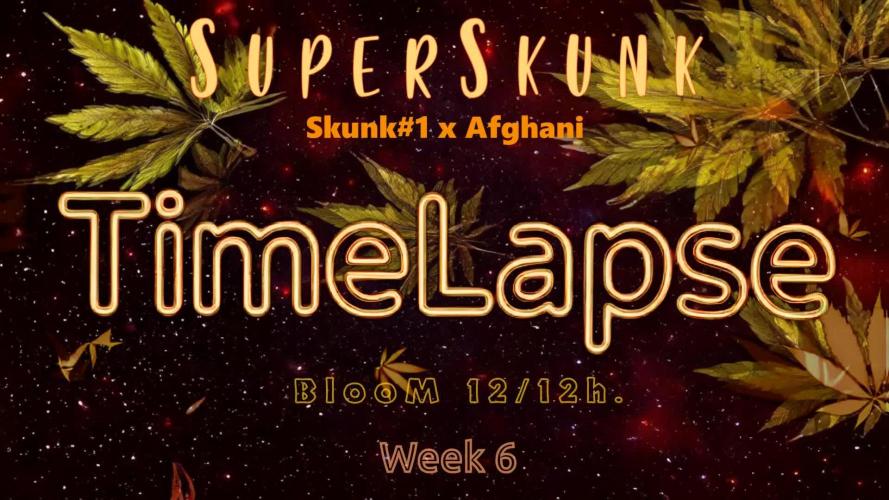 SuperSkunk