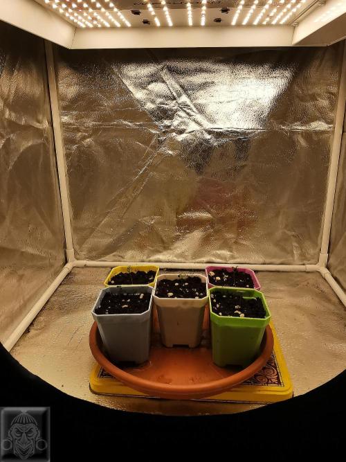 Sticky Broccoli ,Zamnesia.. Week 1 - 1D