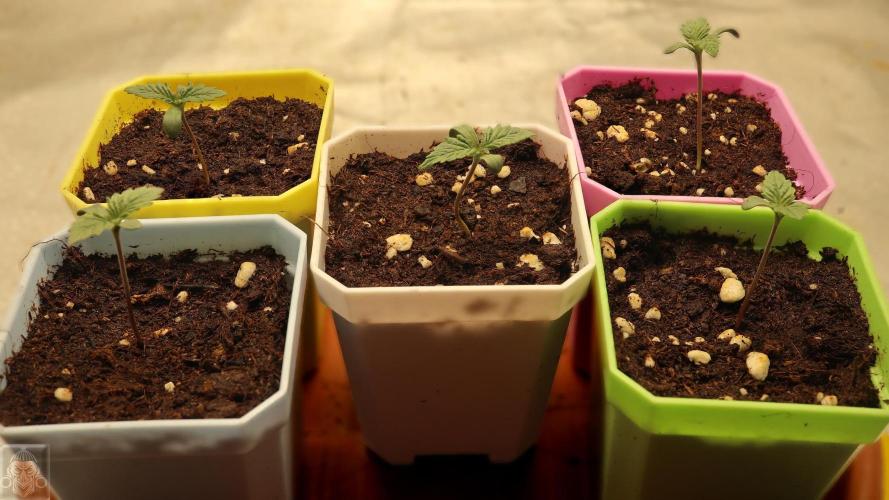 Sticky Broccoli ,Zamnesia.. Week 1 - 3d