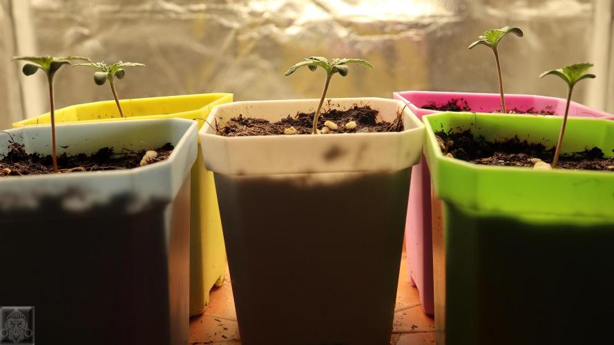 Sticky Broccoli ,Zamnesia.. Week 1 - 3d