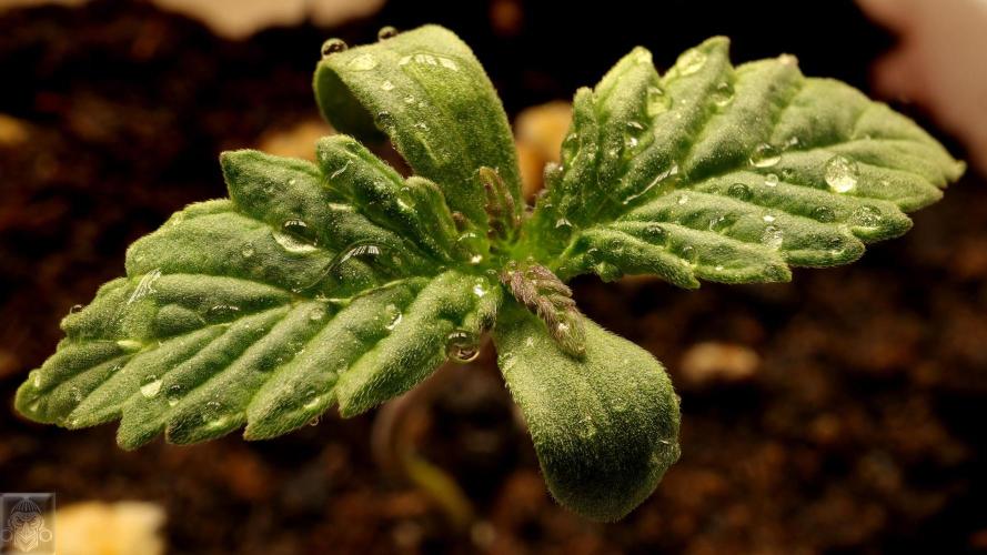 Sticky Broccoli ,Zamnesia.. Week 1 - 3d