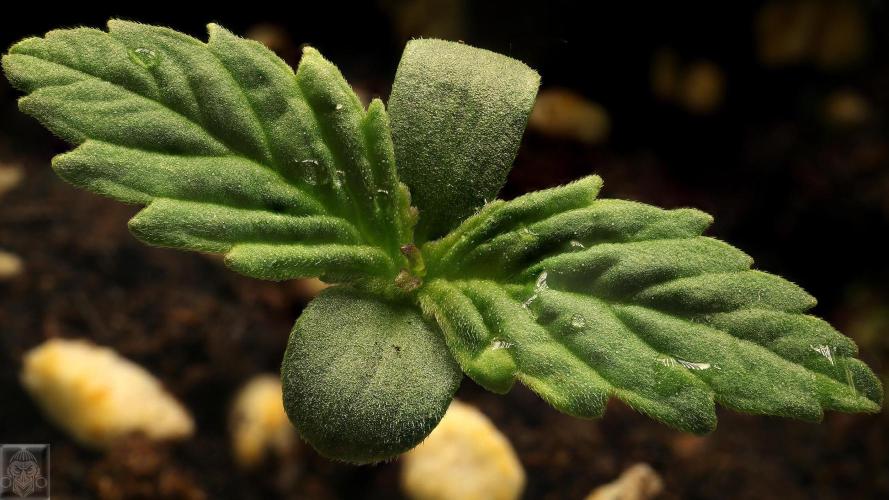 Sticky Broccoli ,Zamnesia.. Week 1 - 3d